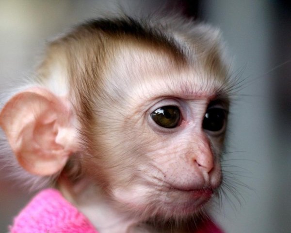 милые обезьянки