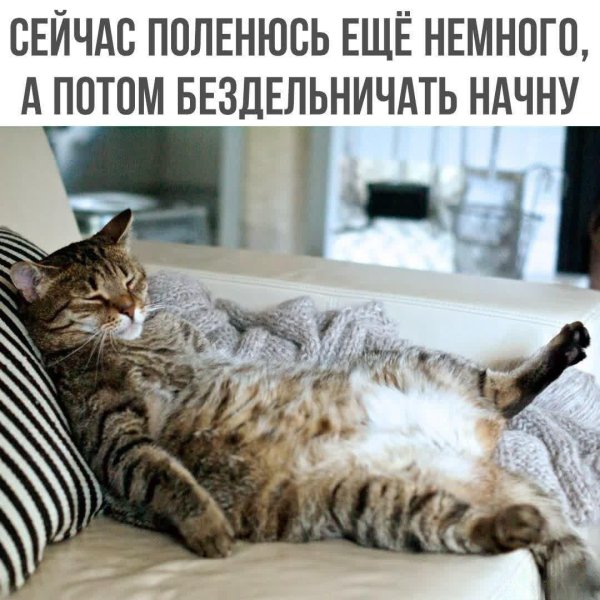 ленивые коты