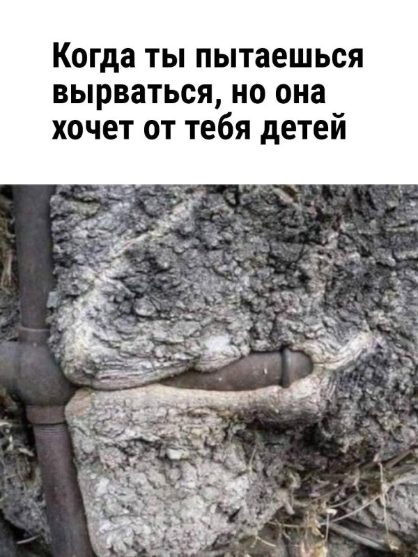 были деревья