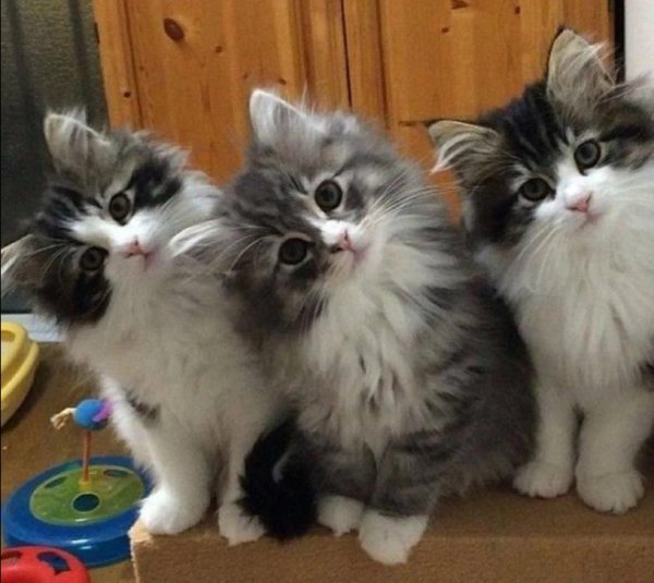 С кошками