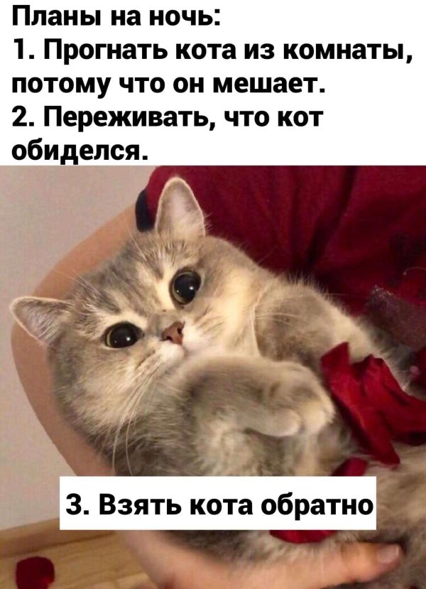 День ответов на вопросы вашей кошки 22 января