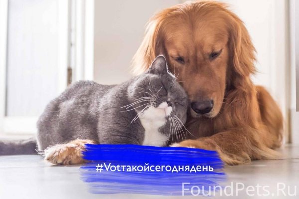 день домашних животных