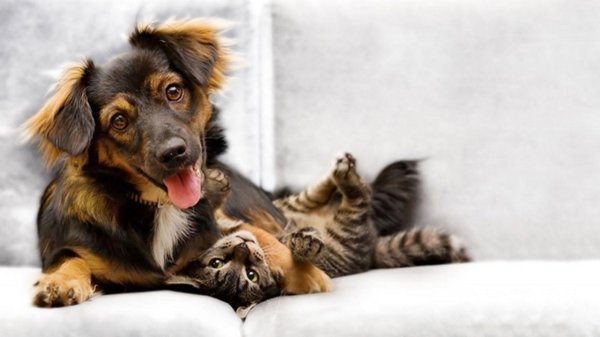 собака с кошкой