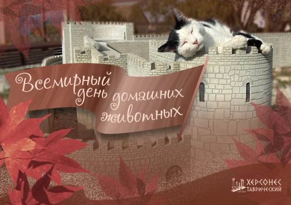 домашние коты