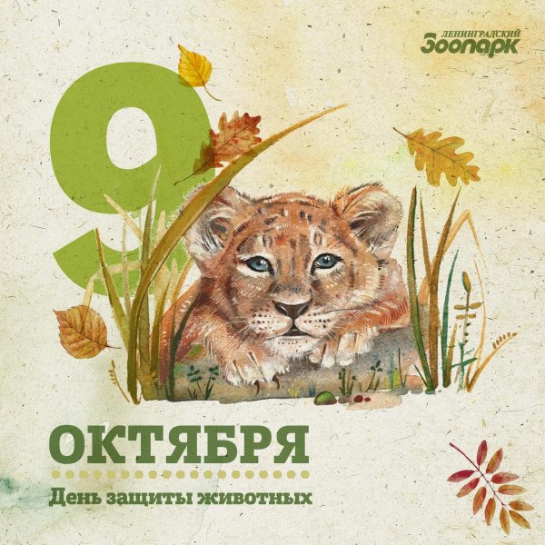 день защиты животных открытки