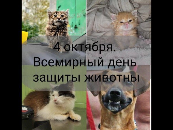 4 октября международный день защиты животных