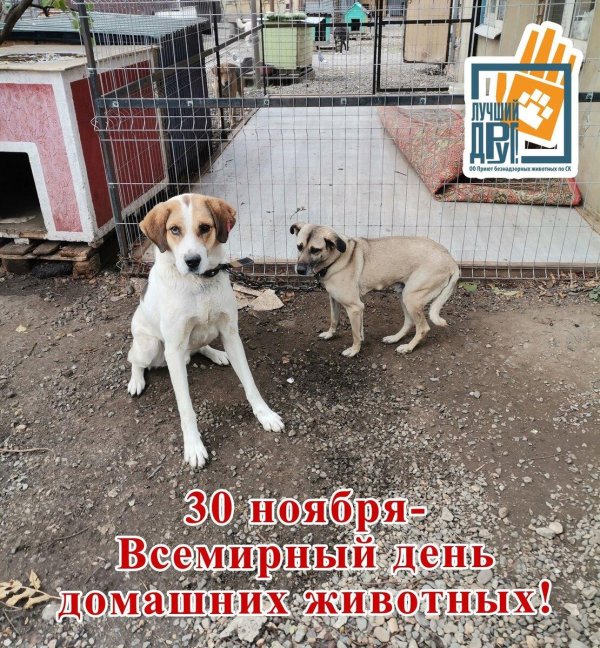 день домашних животных