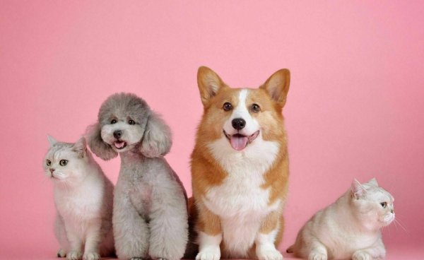 домашнее животное