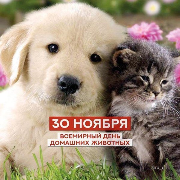 30 ноября день домашних животных