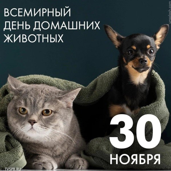 всемирный день домашних животных