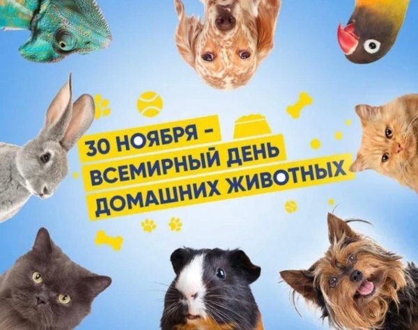30 ноября день домашних животных