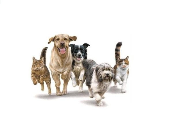 кошка собака