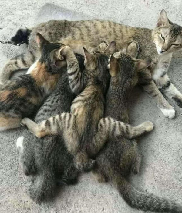 семья кошек