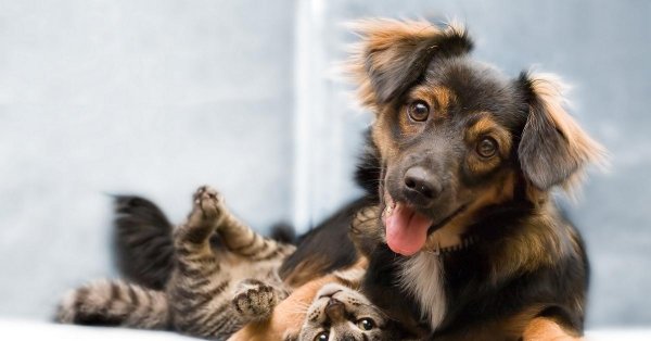 собака с кошкой