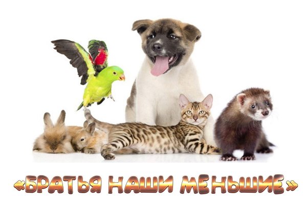 день домашних животных