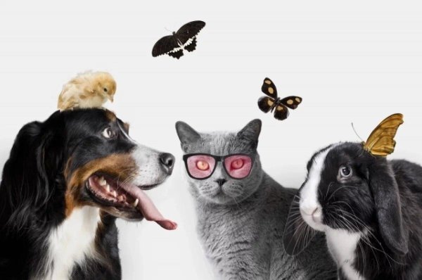 всемирный день домашних животных