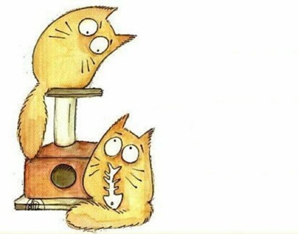 котики maria van bruggen