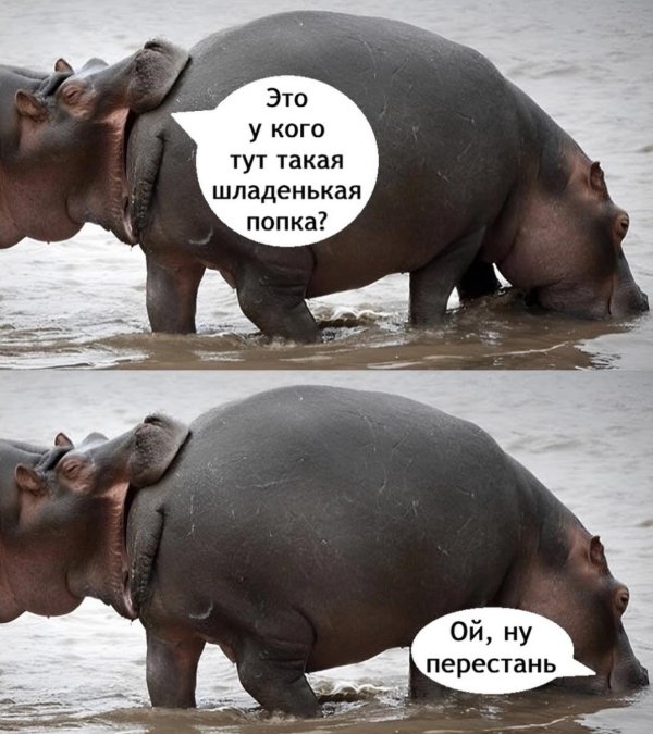 гиппопотам бегемот