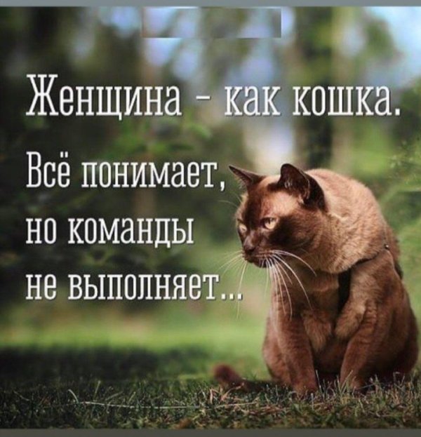 бурманская кошка