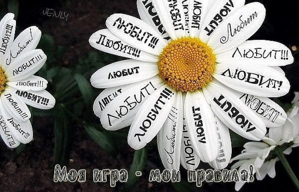 День ромашки 28 января