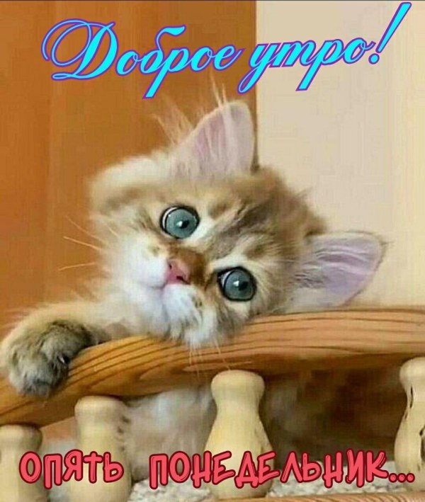 милые котики