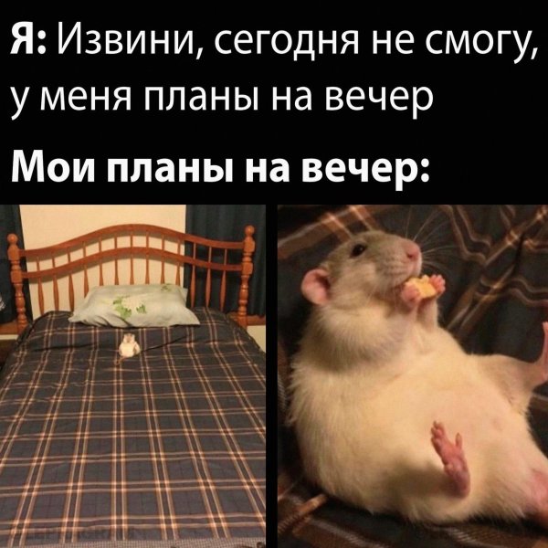 популярные мемы