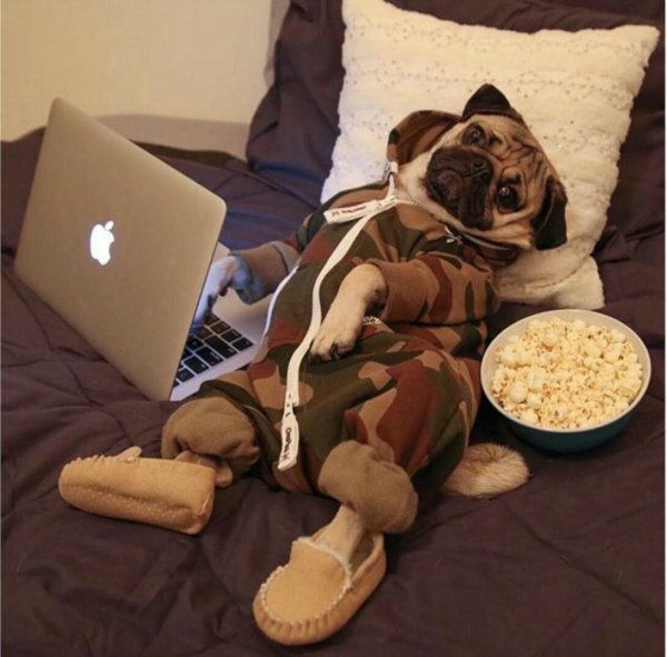 мопс смешной