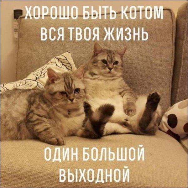 коты на диване