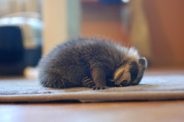 уставший енот