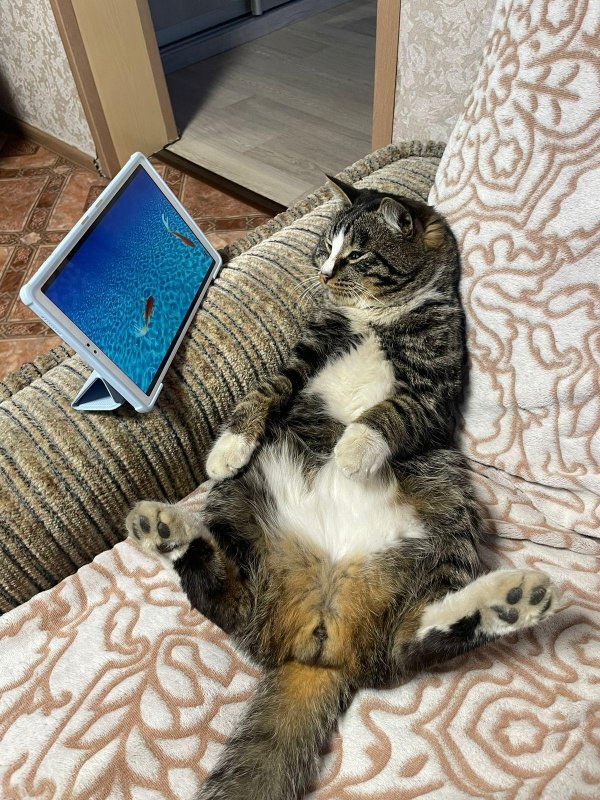 ленивые коты