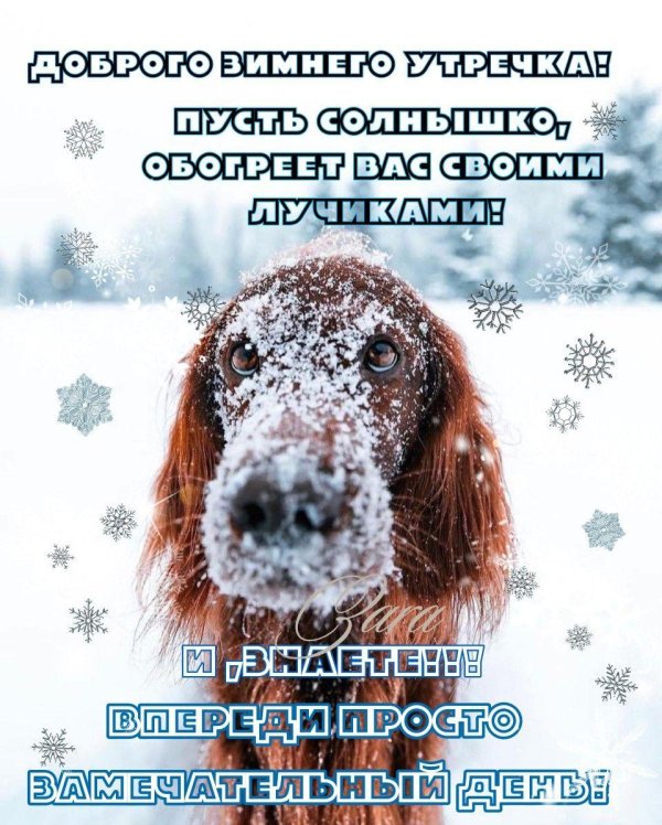 такса в снегу