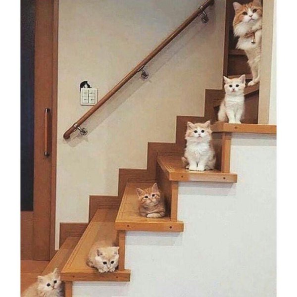 котик на лестнице