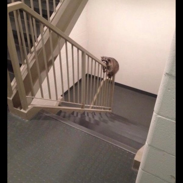 енот полоскун