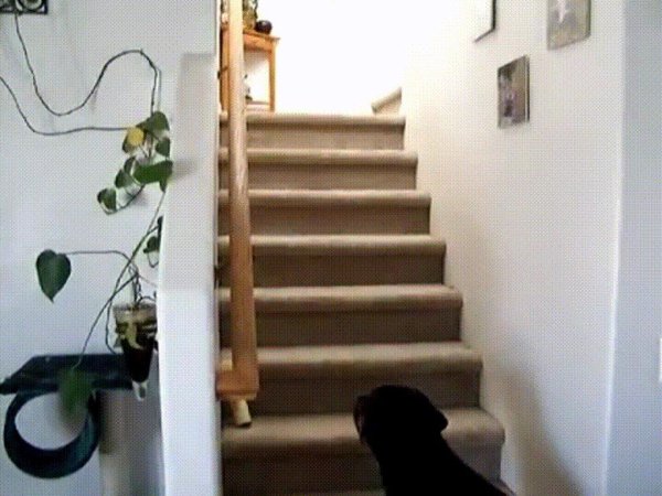 спускается по лестнице