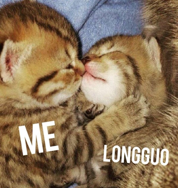 котики обнимаются