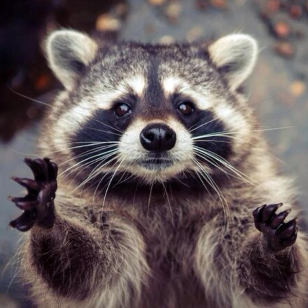 енот полоскун