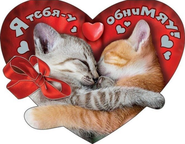 любимому котику