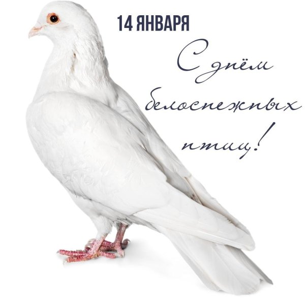 День белоснежных птиц 14 января