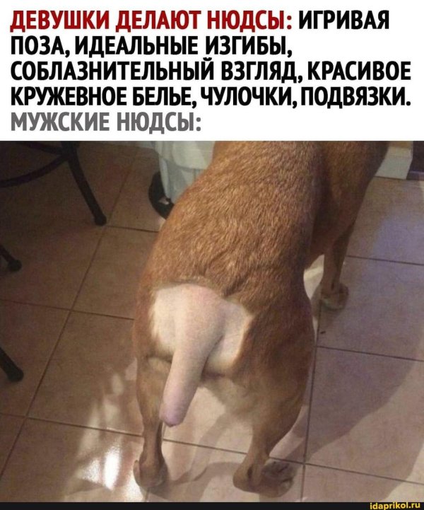 попа собаки