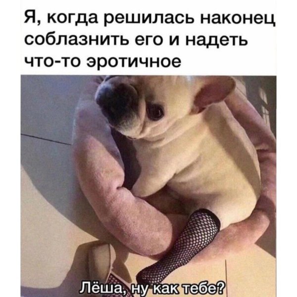 смешной мопс