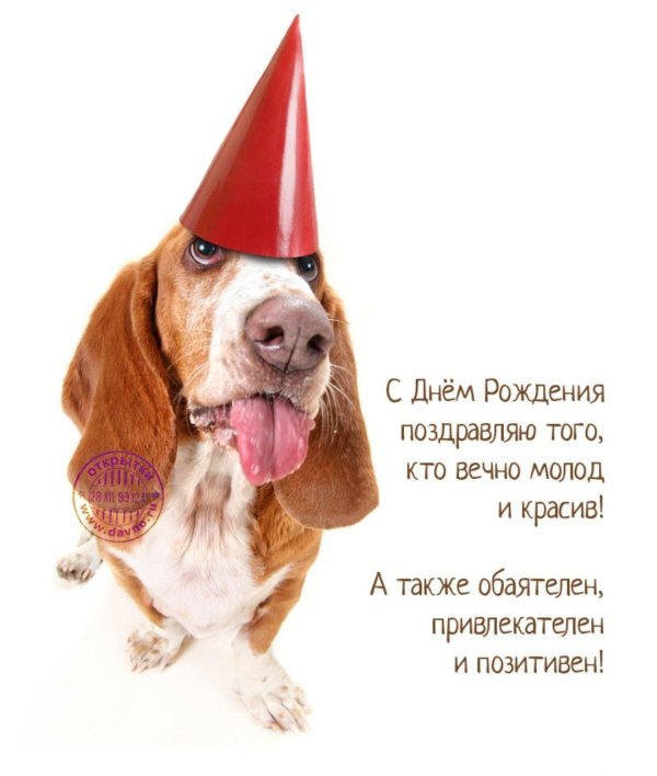 День рождения собаки
