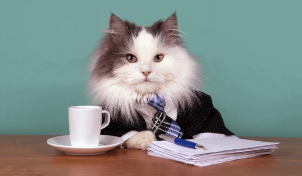 кот деловой
