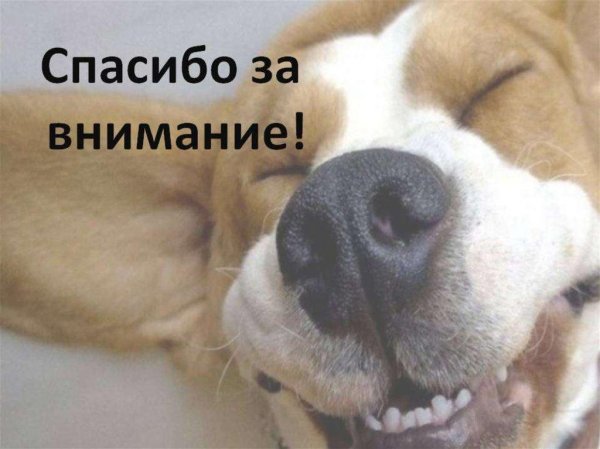спасибо за внимание собачка