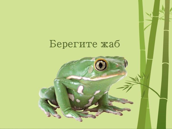 лягушка и жаба