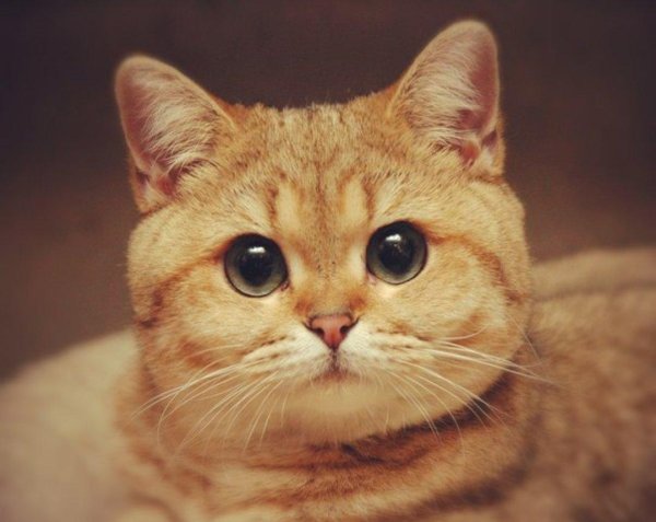 кот пидрила