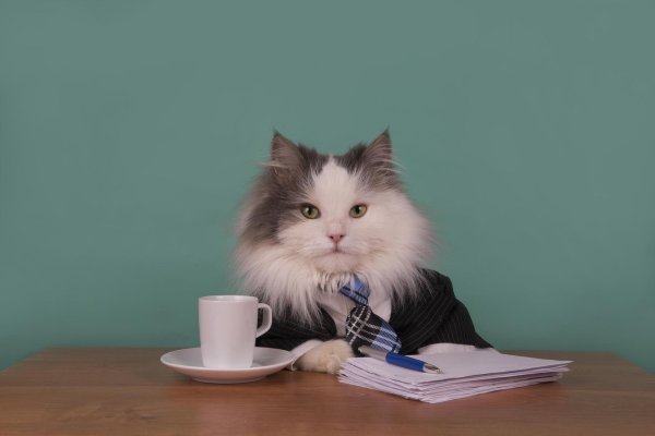 кот деловой