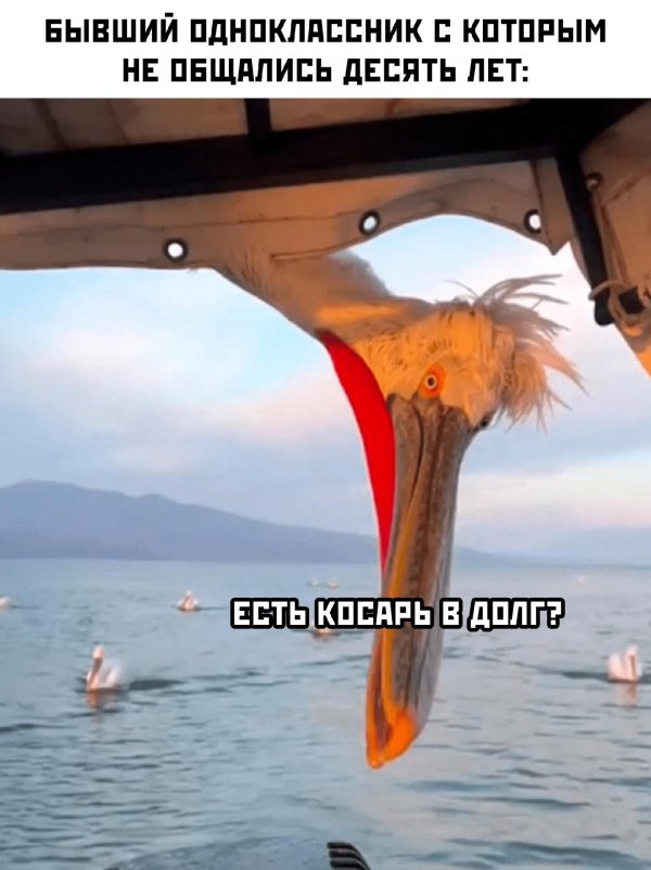 птица пеликан