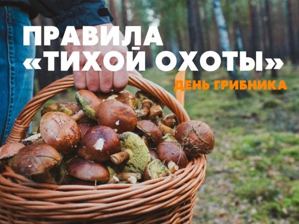 День грибника