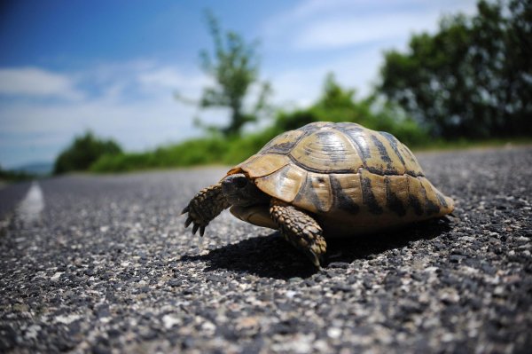 средиземноморская черепаха