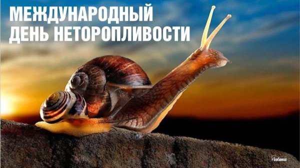 день неторопливости